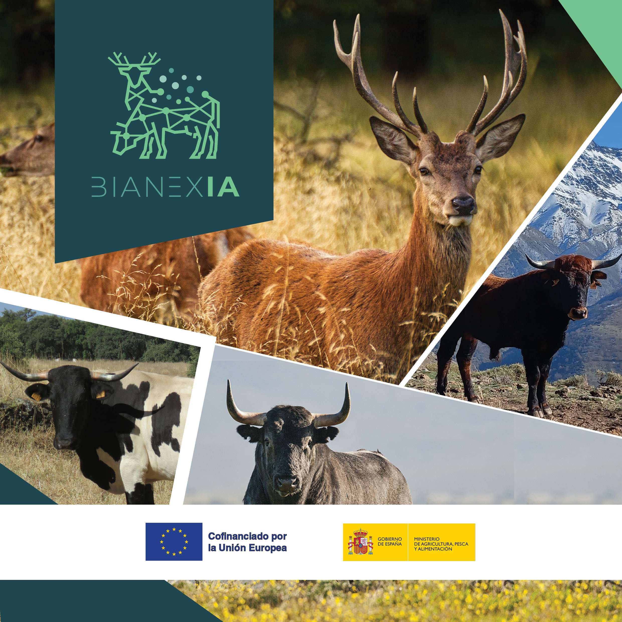 BIAnexia, el primer grupo operativo europeo para mejorar el bienestar animal a través de inteligencia artificial en ciervos y ganadería bovina extensiva