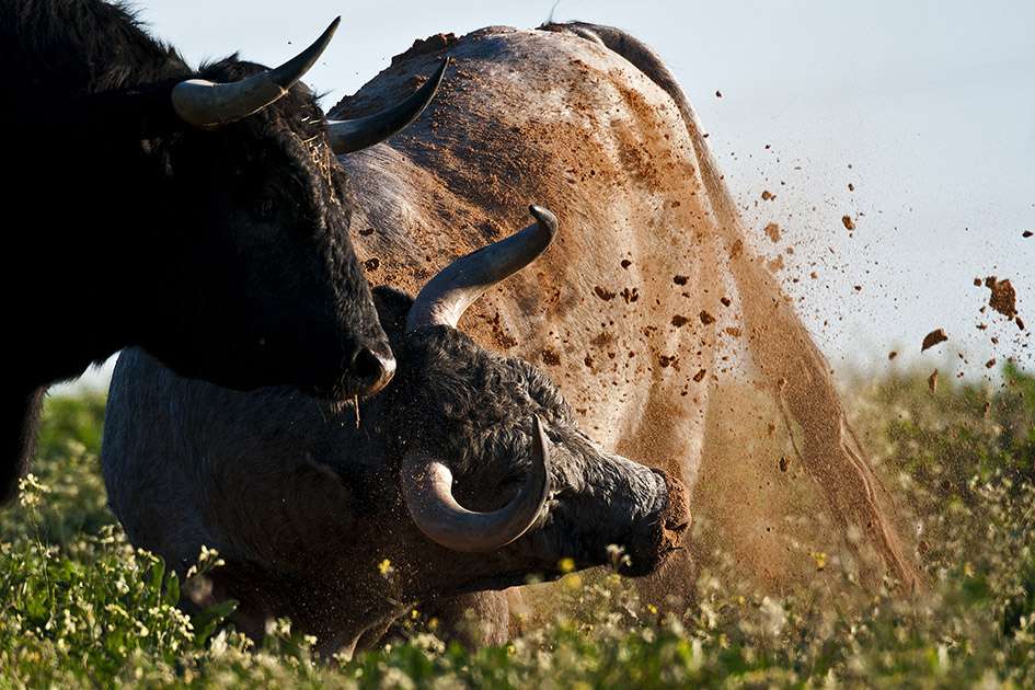 Real Unión de Criadores de Toros de Lidia, distinguida con el premio Nacional de Tauromaquia