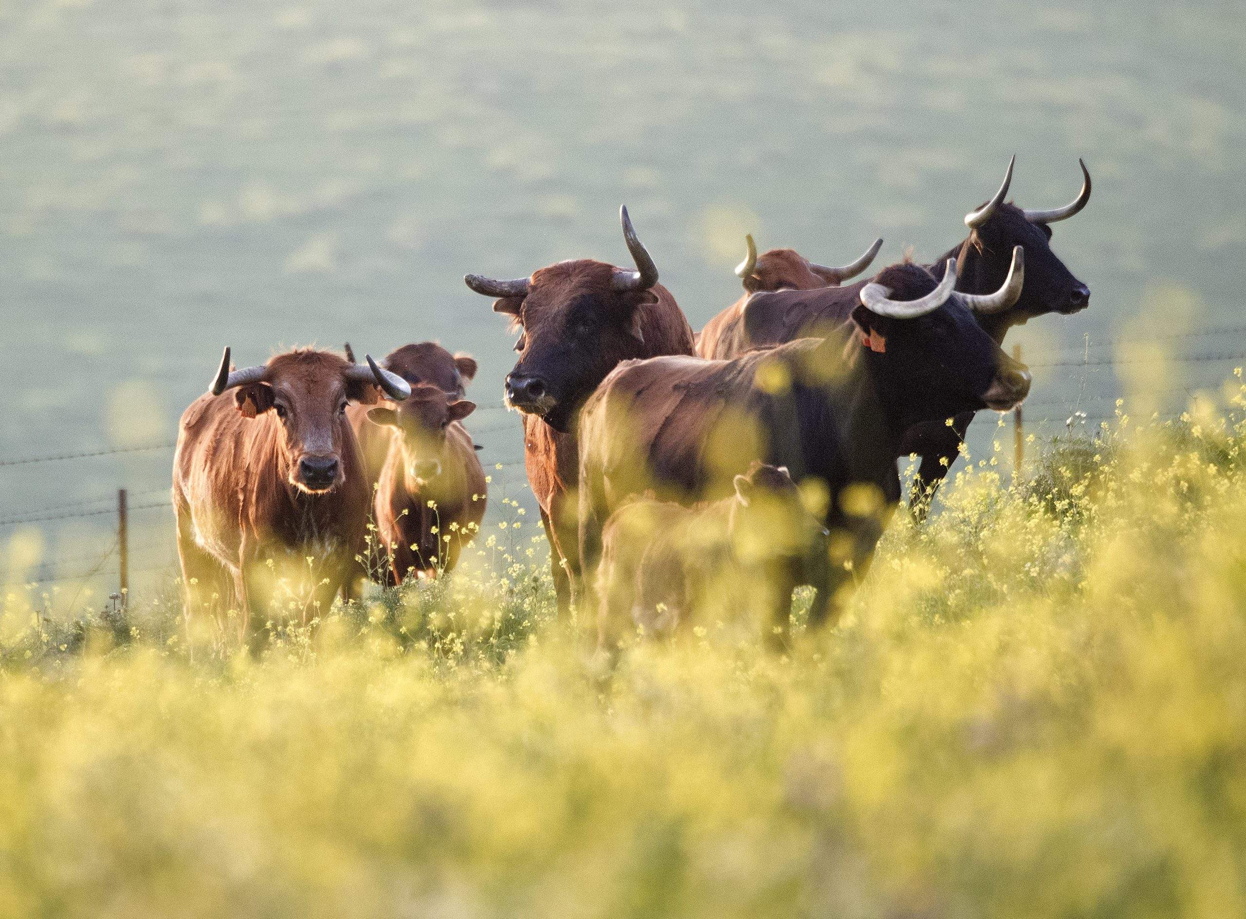 La Real Unión de Criadores de Toros de Lidia muestra su respaldo al posicionamiento de la Fundación del Toro de Lidia frente a la ILP que pretende censurar la tauromaquia