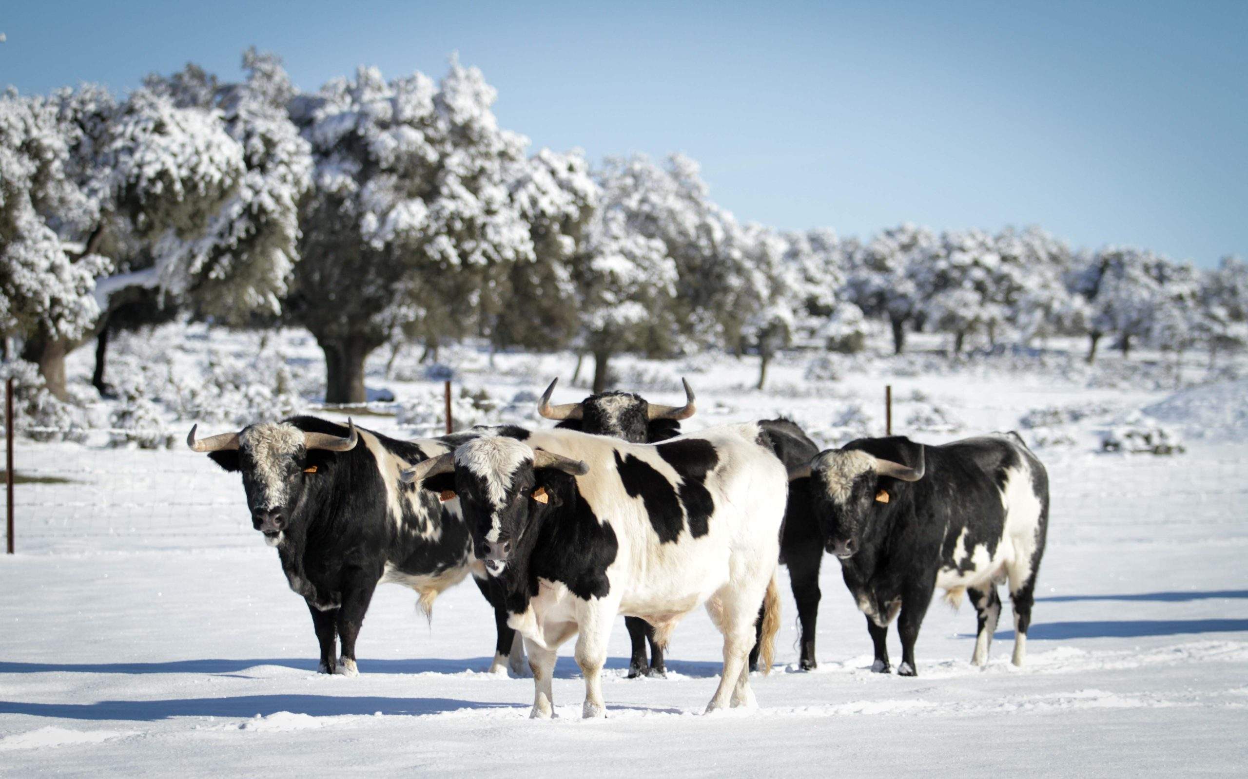 El temporal pone en alerta al campo bravo a las puertas del inicio de la temporada taurina