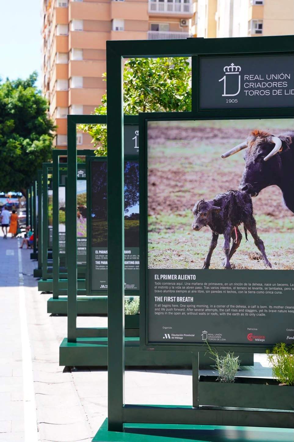 La RUCTL despide la exposición «Toro Bravo, guardián de la biodiversidad» en Málaga tras acercar el campo bravo a miles de ciudadanos y turistas
