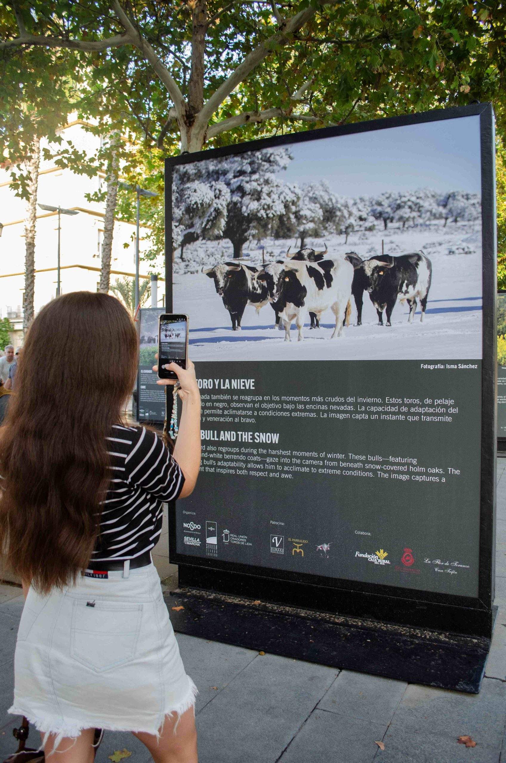 La exposición “Toro Bravo, el guardián de la biodiversidad” afronta sus últimos días en Sevilla
