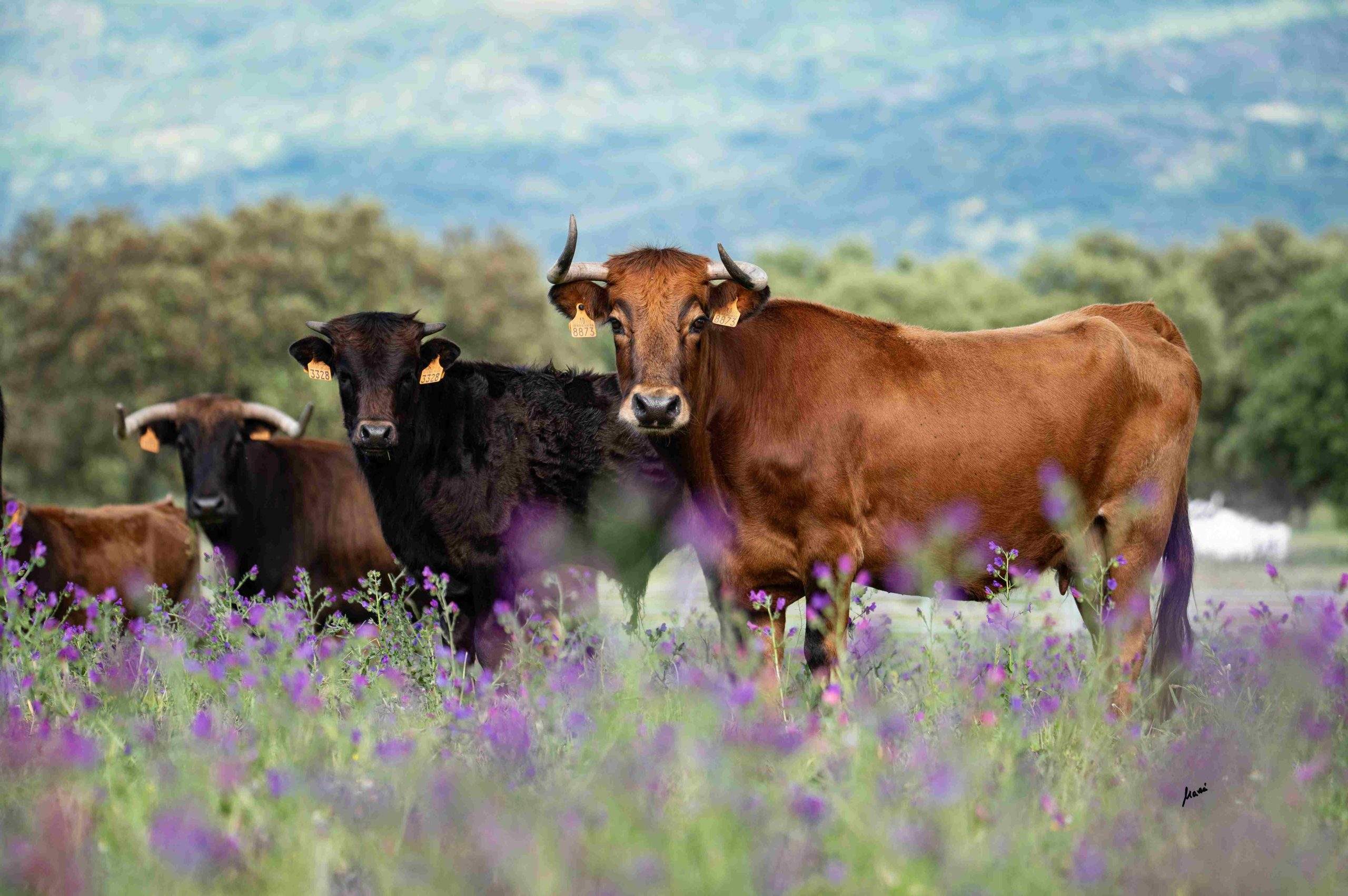 La RUCTL lleva a Sevilla su exposición fotográfica «Toro Bravo, guardián de la biodiversidad»